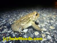 /home//u458753944/public_html/sourcegallery//Roxborough Toad Detour/2013-2019/2014/2014-04-07/P1140908.JPG